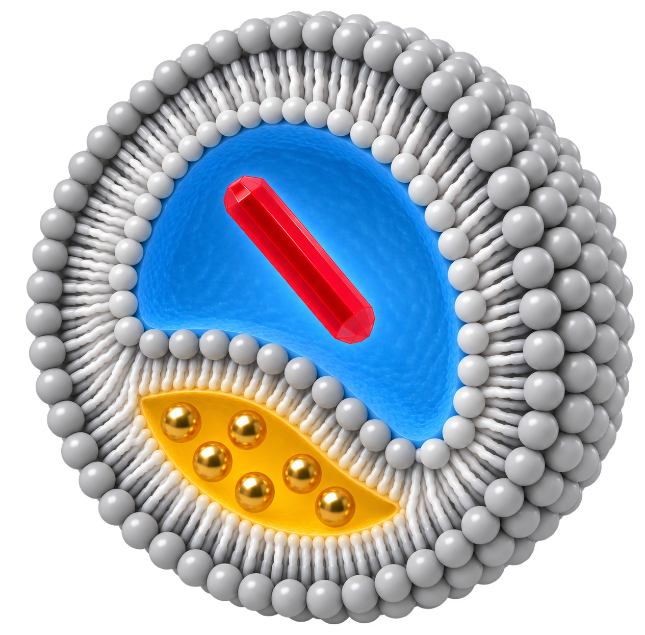 Schematic illustration of a lipid nanoparticle
